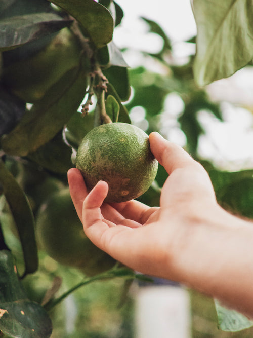 1 - Mustela Italia - 1