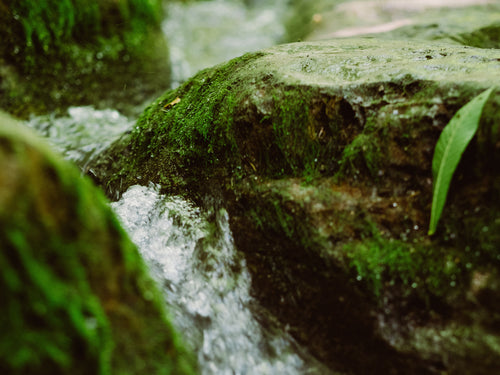 6 - Mustela Italia - 1