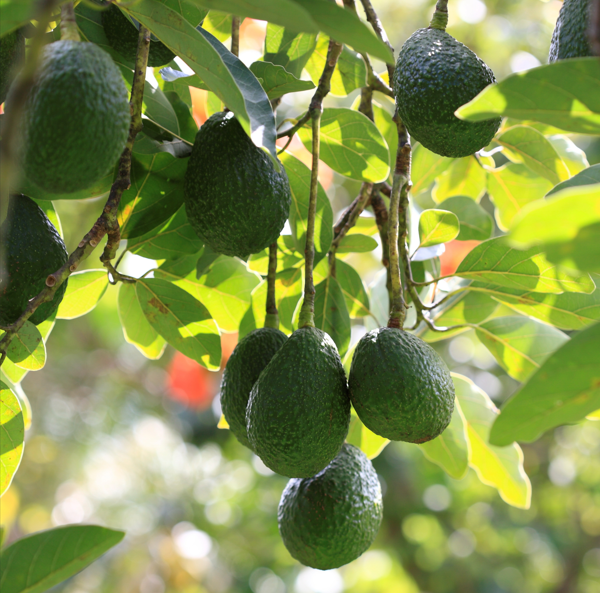 Il frutto più ricco per una pelle sana: tutte le proprietà dell'Avocado