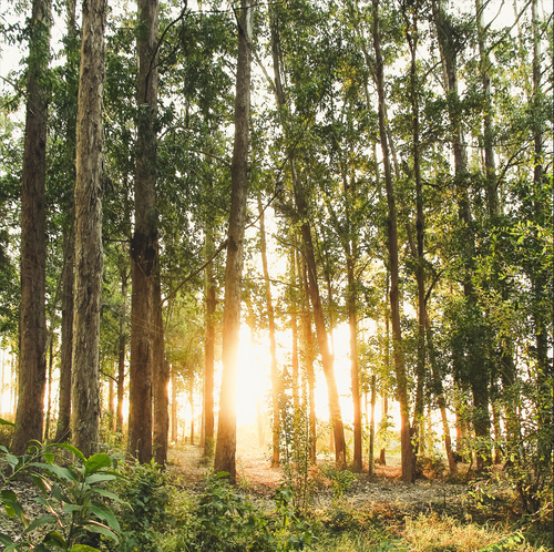 La nostra missione: diventare un'azienda ad impatto zero e rigeneratrice - Mustela Italia - 1