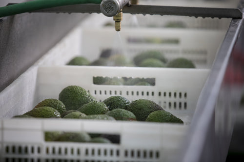 2023_MULTI_PURPOSE_BALM_V2_PERU_CAMPAIGN_PICTURES_FACTORY_18-min - Mustela Italia - 1