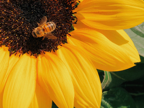 3 - Mustela Italia - 1