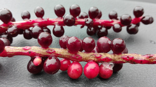 IMG_20191024_145013 - Mustela Italia - 1