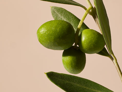 OLIVE_HD - Mustela Italia - 1
