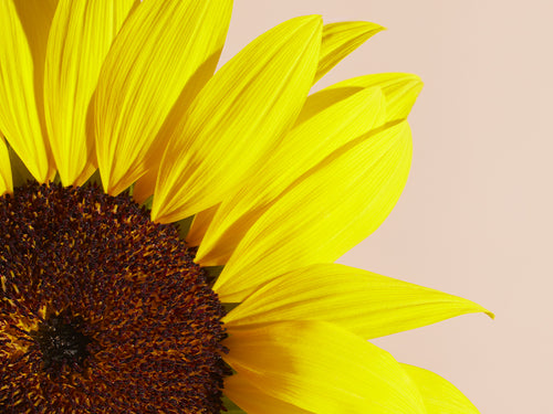 TOURNESOL_HD - Mustela Italia - 1