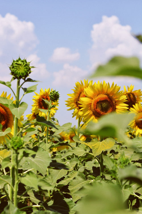 dmitry-bayer-GBtFqF6vS9A-unsplash - Mustela Italia - 1